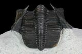 Enrolled Scotoharpes Trilobite - Boudib, Morocco #128967-5